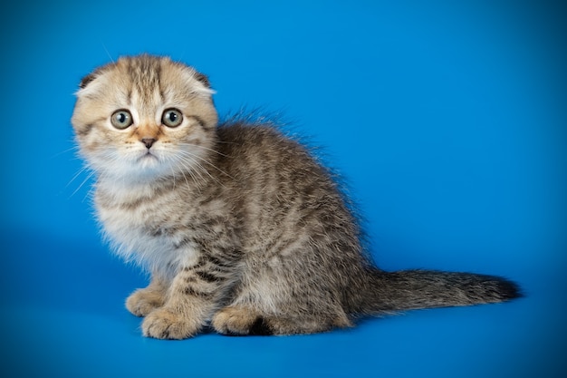 色付きの壁にスコティッシュフォールドのショートヘアの猫の肖像画