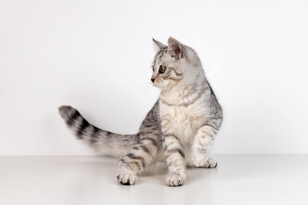 Portrait of Scottish straight kitten on white surface