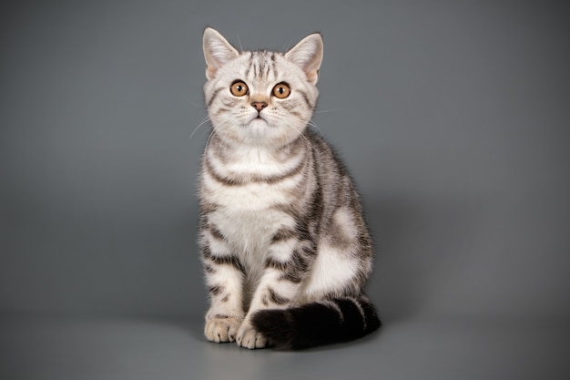 Portrait of a scottish straight shorthair cat on colored wall