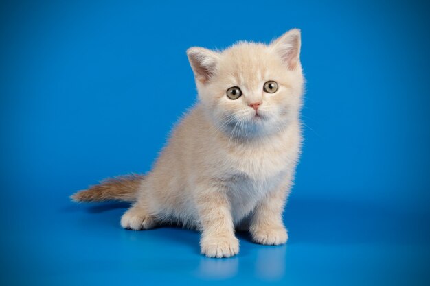 Portrait of a scottish straight shorthair cat on colored wall