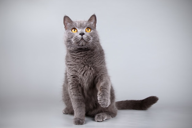 Portrait of a scottish straight shorthair cat on colored wall