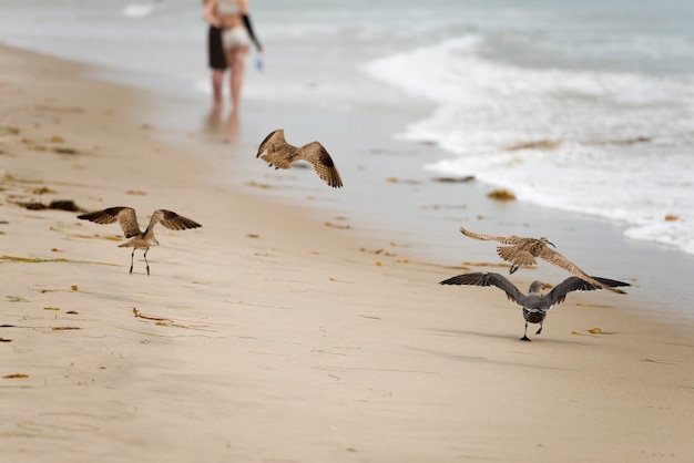 Photo portrait of seagull on sandy beach