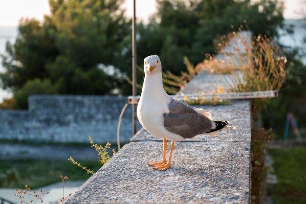 Portrait of a seagull standing on a wall and posing at sunset in Croatia