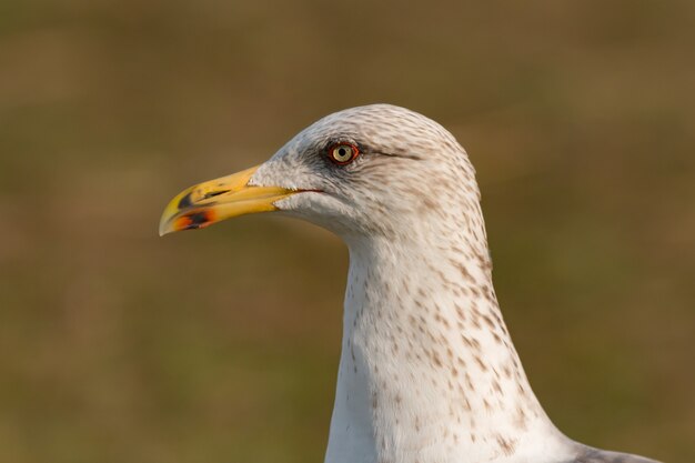 Portrait of a seagull with yellow peak