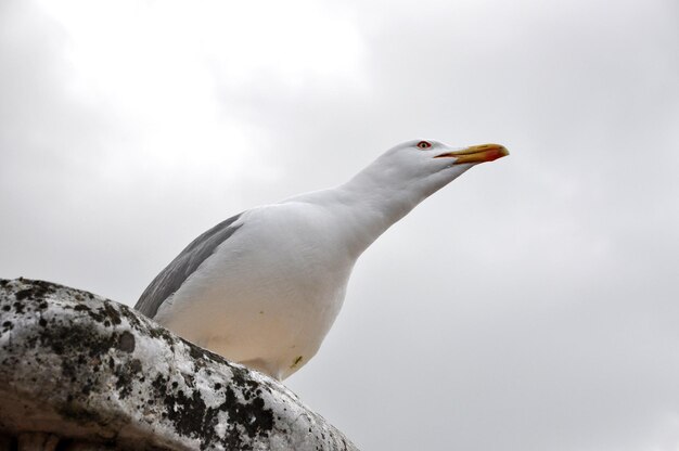 Portrait of a seagull