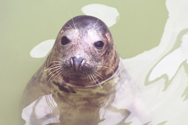 Foto ritratto di una foca nello stagno