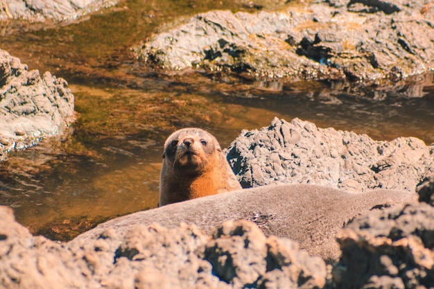 Foto ritratto di una foca su una roccia contro il mare