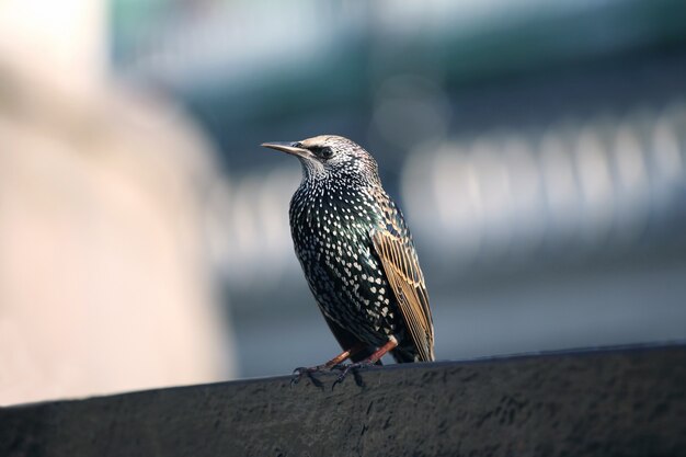 Portrait of a seated starling
