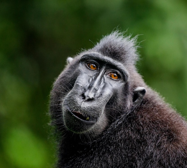 Portrait of a сelebes crested macaque Closeup Indonesia Sulawesi