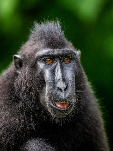 Portrait of a сelebes crested macaque Closeup Indonesia Sulawesi