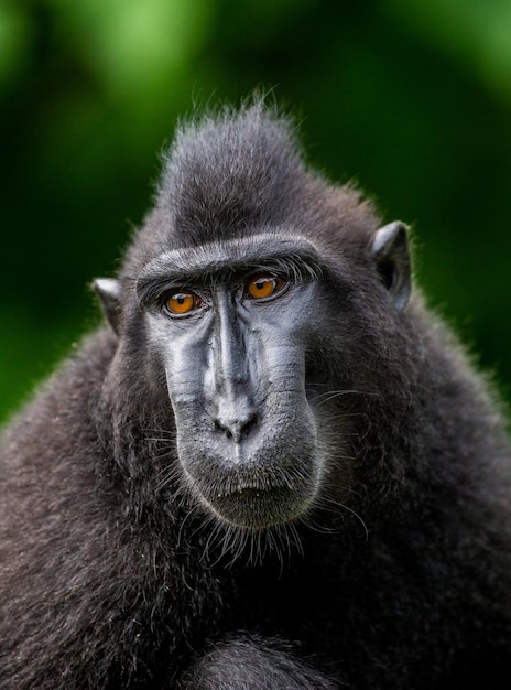 Portrait of a сelebes crested macaque Closeup Indonesia Sulawesi