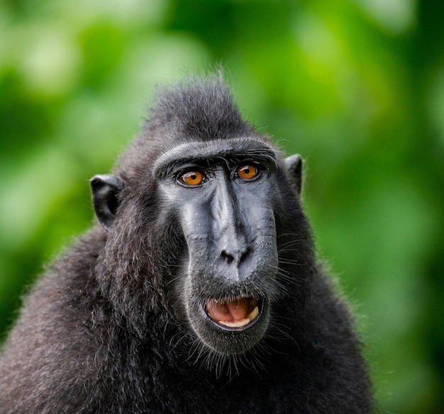 Portrait of a сelebes crested macaque Closeup Indonesia Sulawesi