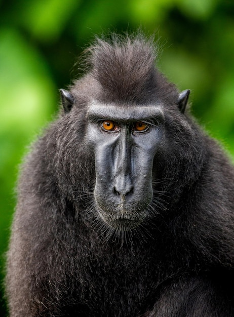 Portrait of a сelebes crested macaque Closeup Indonesia Sulawesi