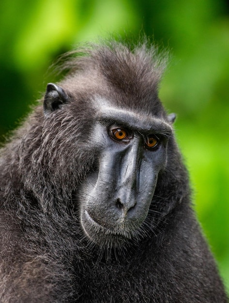 Portrait of a сelebes crested macaque Closeup Indonesia Sulawesi