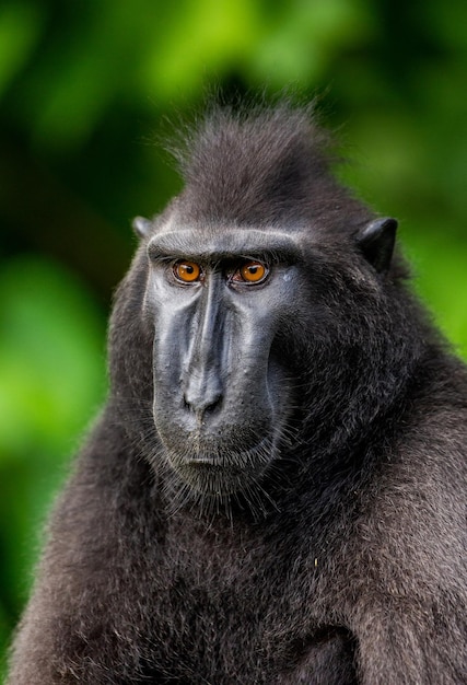 Portrait of a сelebes crested macaque Closeup Indonesia Sulawesi