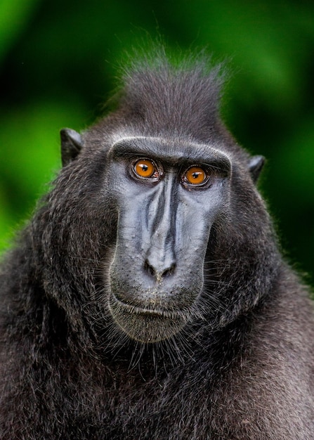 Portrait of a сelebes crested macaque Closeup Indonesia Sulawesi