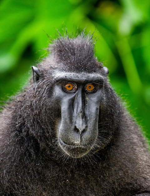 Portrait of a сelebes crested macaque Closeup Indonesia Sulawesi