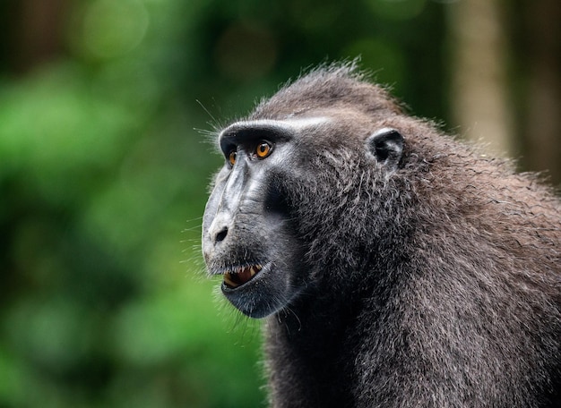 Portrait of a сelebes crested macaque Closeup Indonesia Sulawesi