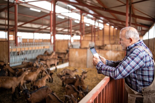 Портрет старшего скотовода с планшетным компьютером и стоя у домашних животных козы в фермерском доме