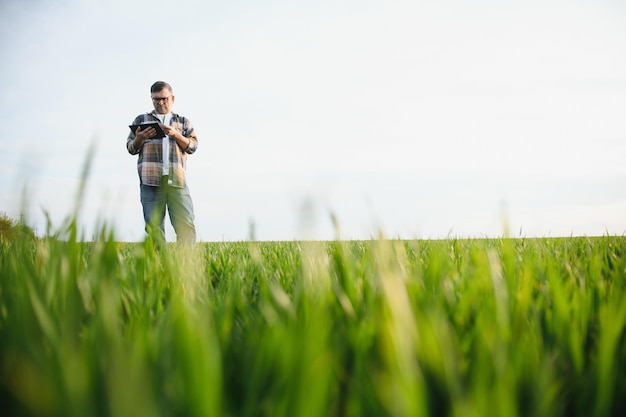 Portrait of senior farmer agronomist in wheat field Successful organic food production and cultivation