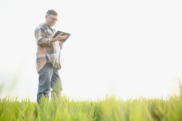 Portrait of senior farmer standing in wheat field examining crop during the day