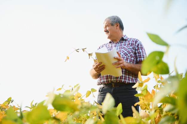 Ritratto di agronomo agricoltore anziano laborioso in piedi nel campo di soia che controlla le colture prima del raccolto. produzione e coltivazione di alimenti biologici.