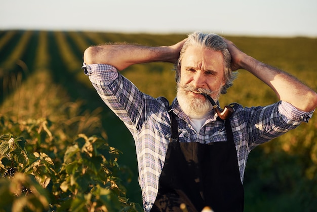 Portrait of senior stylish man with grey hair and beard on the agricultural field with harvest