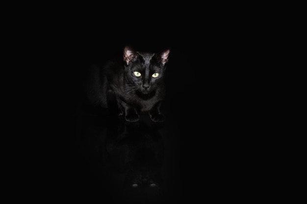 Foto ritratto serio e attento gatto nero giocoso isolato su sfondo nero scuro