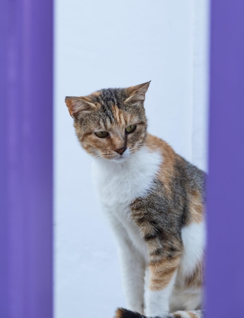 座っている深刻な猫の肖像画