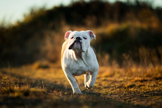 Portrait of serious looking english bulldog running forward on the field