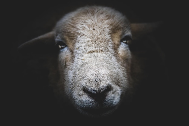 Photo portrait of a serious looking sheep on a black background