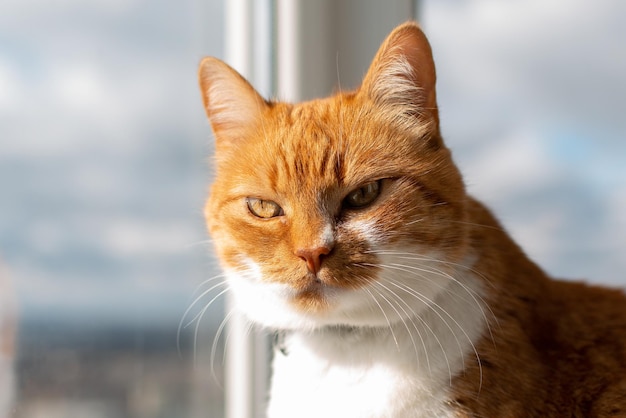 Ritratto di gatto rosso bianco serio sullo sfondo della finestra