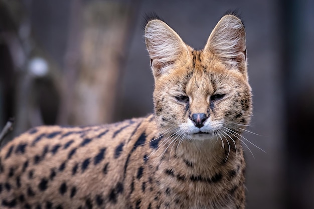 Serval Leptailurus serval의 초상화