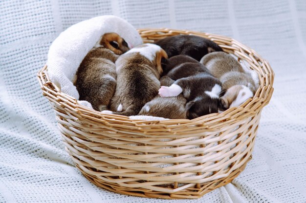 Portrait of several cutest twomonthold puppies of dog pembroke welsh corgi dreaming in wicker basket on white plaid