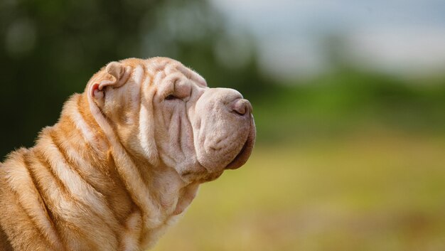 Portrait of a Shar pei breed dog on a walk in a park