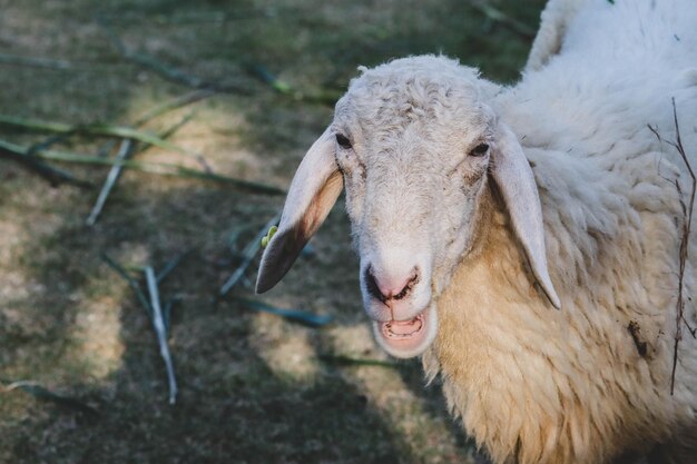 Foto ritratto di pecore in un campo