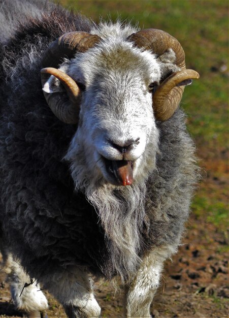 Portrait of sheep on field