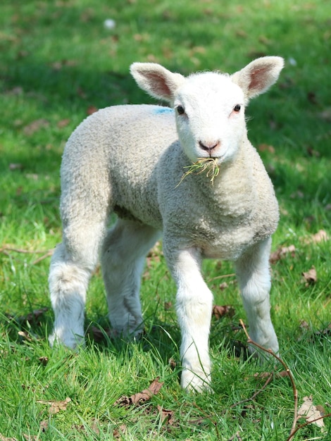 Photo portrait of sheep on field