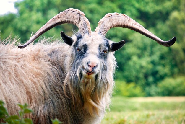 Photo portrait of sheep on field