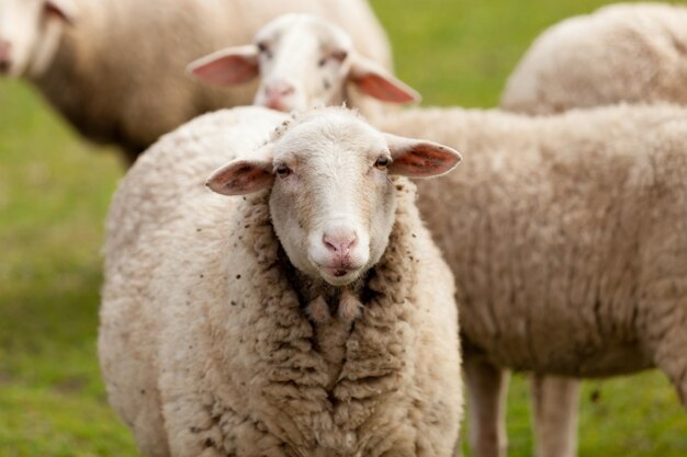 Portrait of a sheep on field