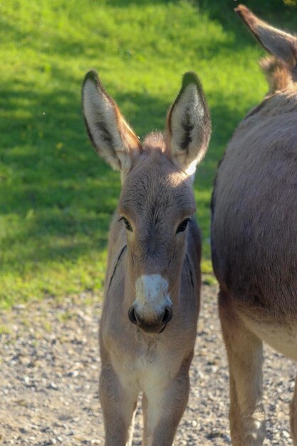 Foto ritratto di pecore sul campo