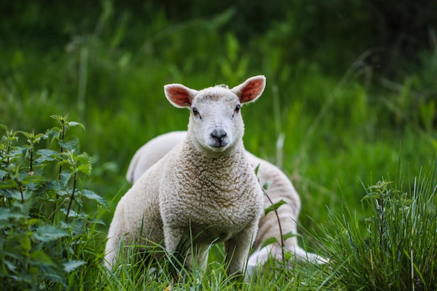 Photo portrait of sheep in a field