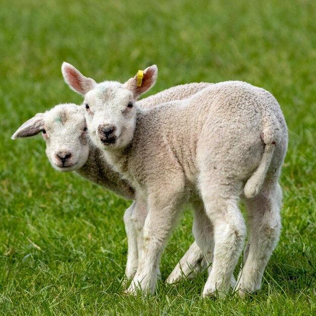 Portrait of sheep on grass