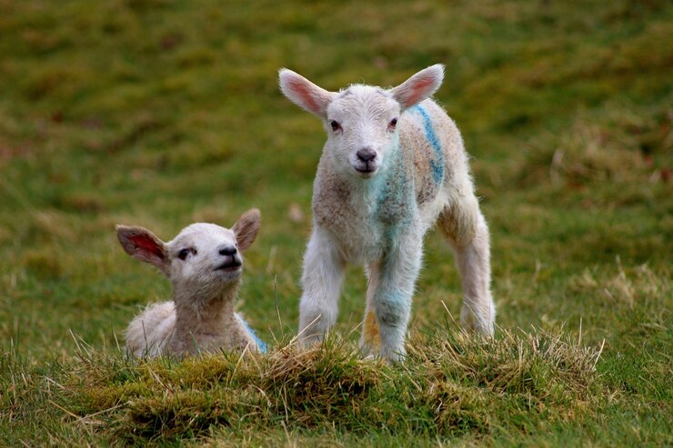 फोटो portrait of sheep on grassy field