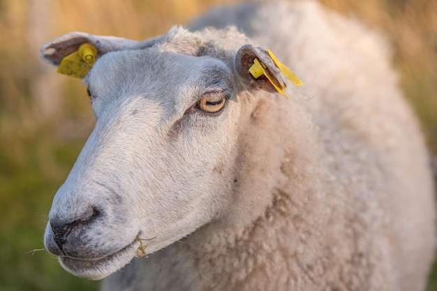 Portrait of a sheep in a heather meadow during sunset in Rebild National Park Denmark Closeup of one woolly sheep standing or walking on a blooming field or a pastoral land