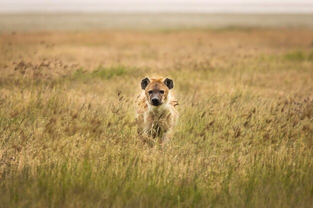 Photo portrait of sheep on land