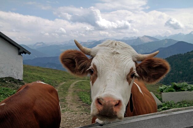 Foto ritratto di una pecora sul paesaggio