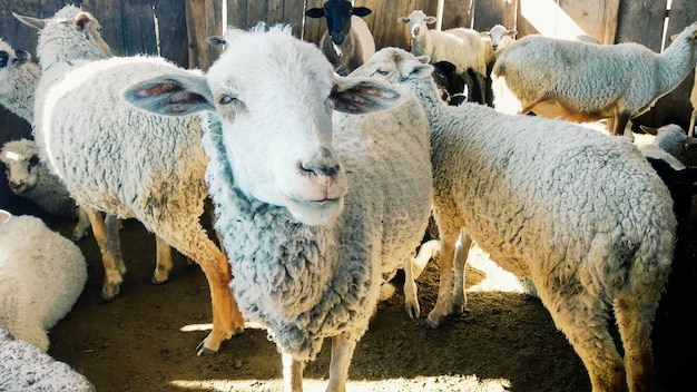 Portrait of sheep in pen