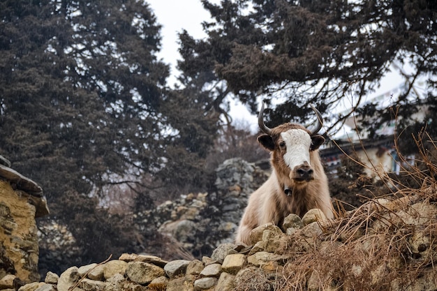 Foto ritratto di pecore su una roccia