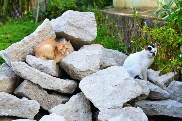 Portrait of sheep sitting on rocks